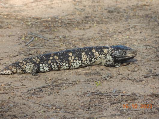 Stumpy tailed Lizzard